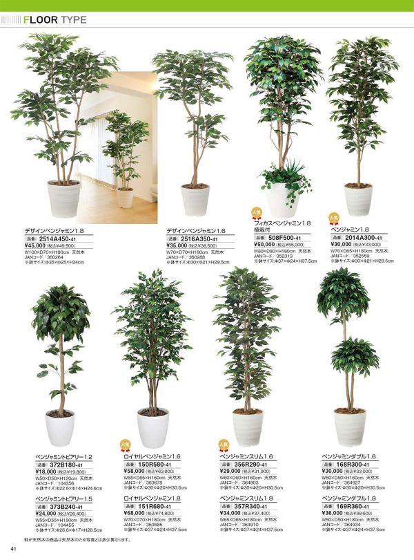 フィカスベンジャミン1.8 植栽付 508F500のカタログ画像-1