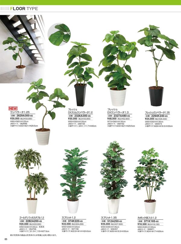 ゴールデンフィカスダブル1.2 2282A200のカタログ画像-1