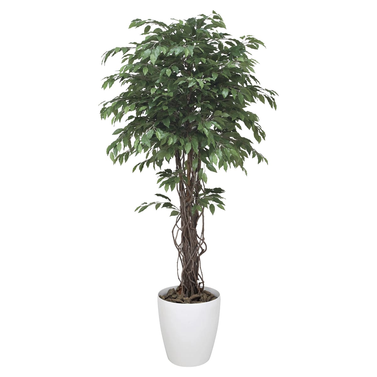 ベンジャミンリアナ1.8 152H620-画像1