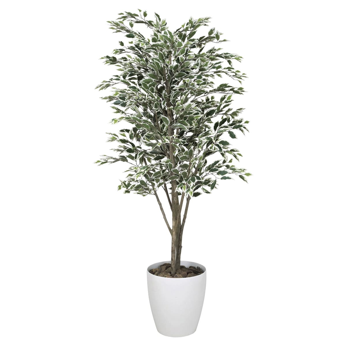 ベンジャミンツリー斑入り1.8 154K520-画像1