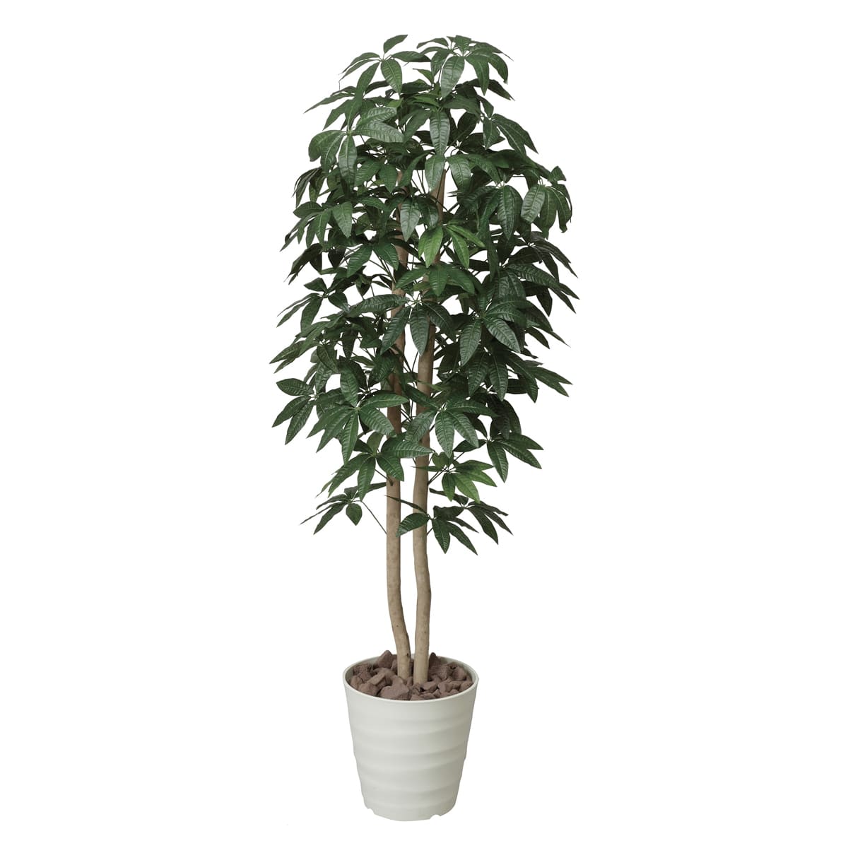 パキラツリー1.6 170P320-画像1