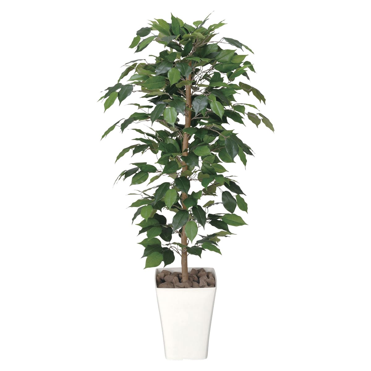 フィカスベンジャミン1.2 189K180-画像1