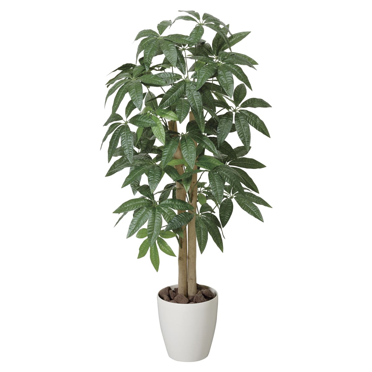 パキラ1.0 199P165-画像1