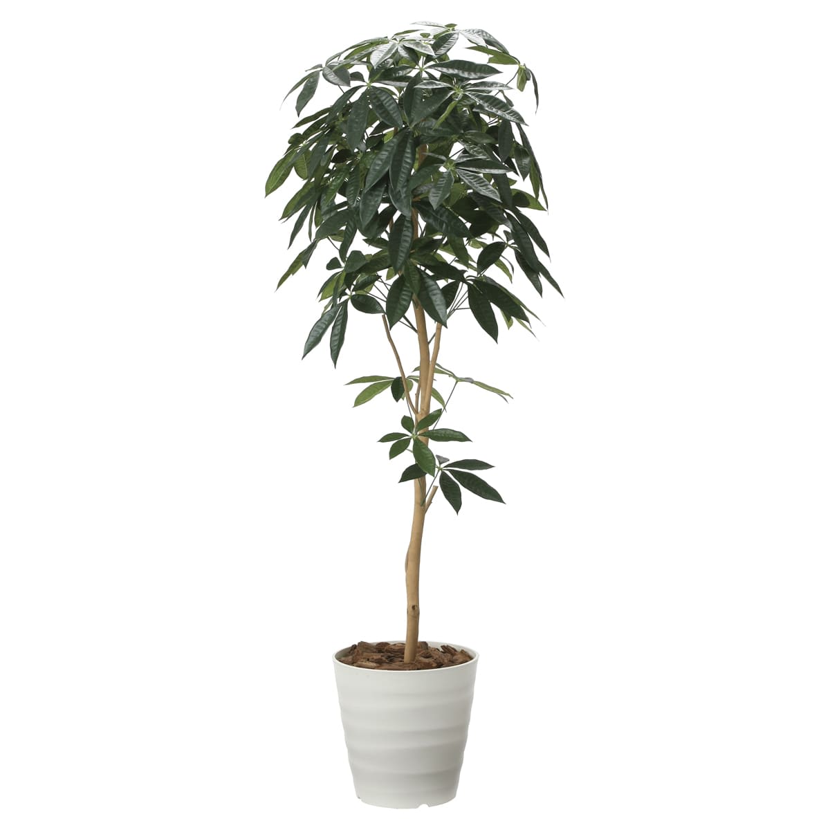 デザインパキラ1.6 2008P270-画像1