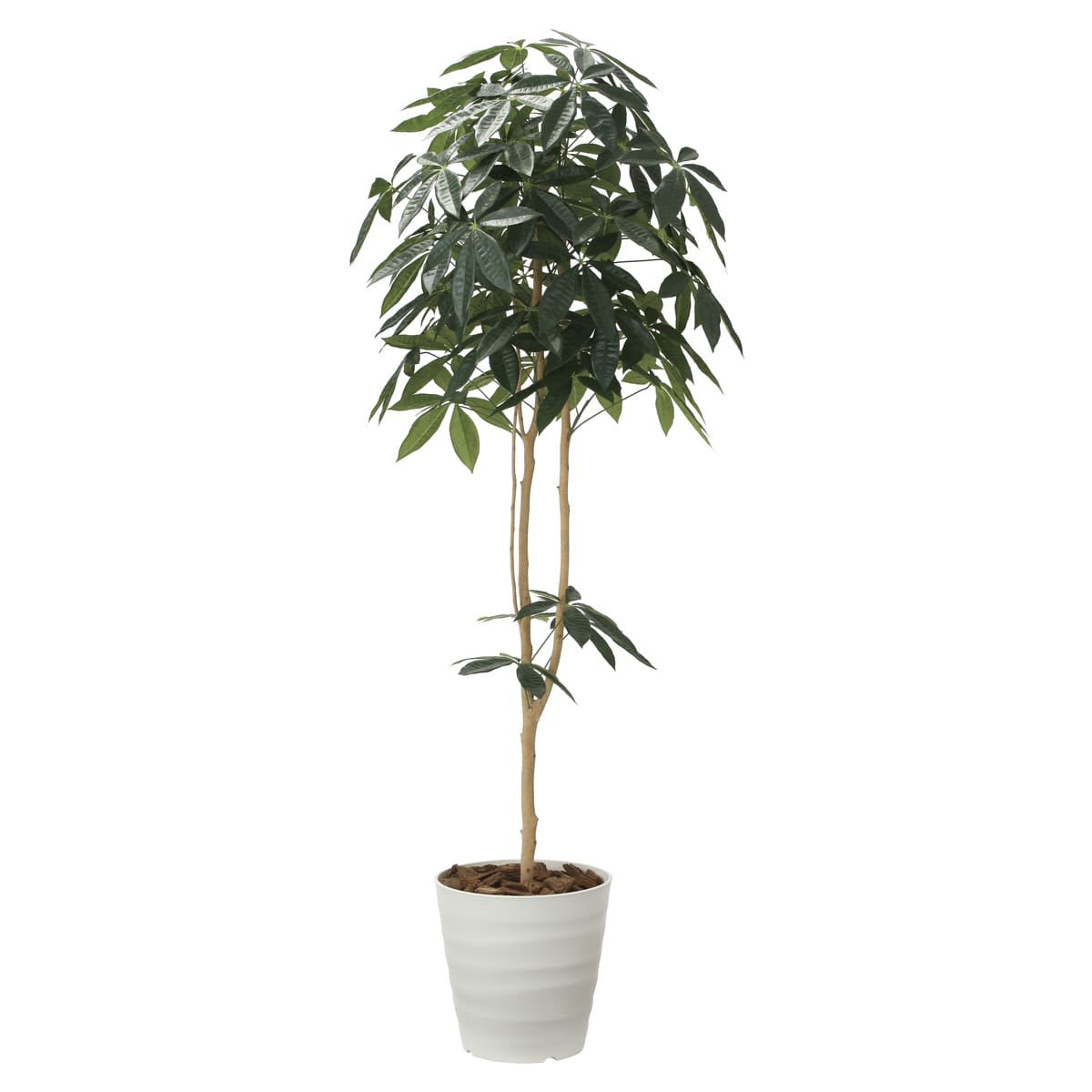 デザインパキラ1.8 2009P310-画像1