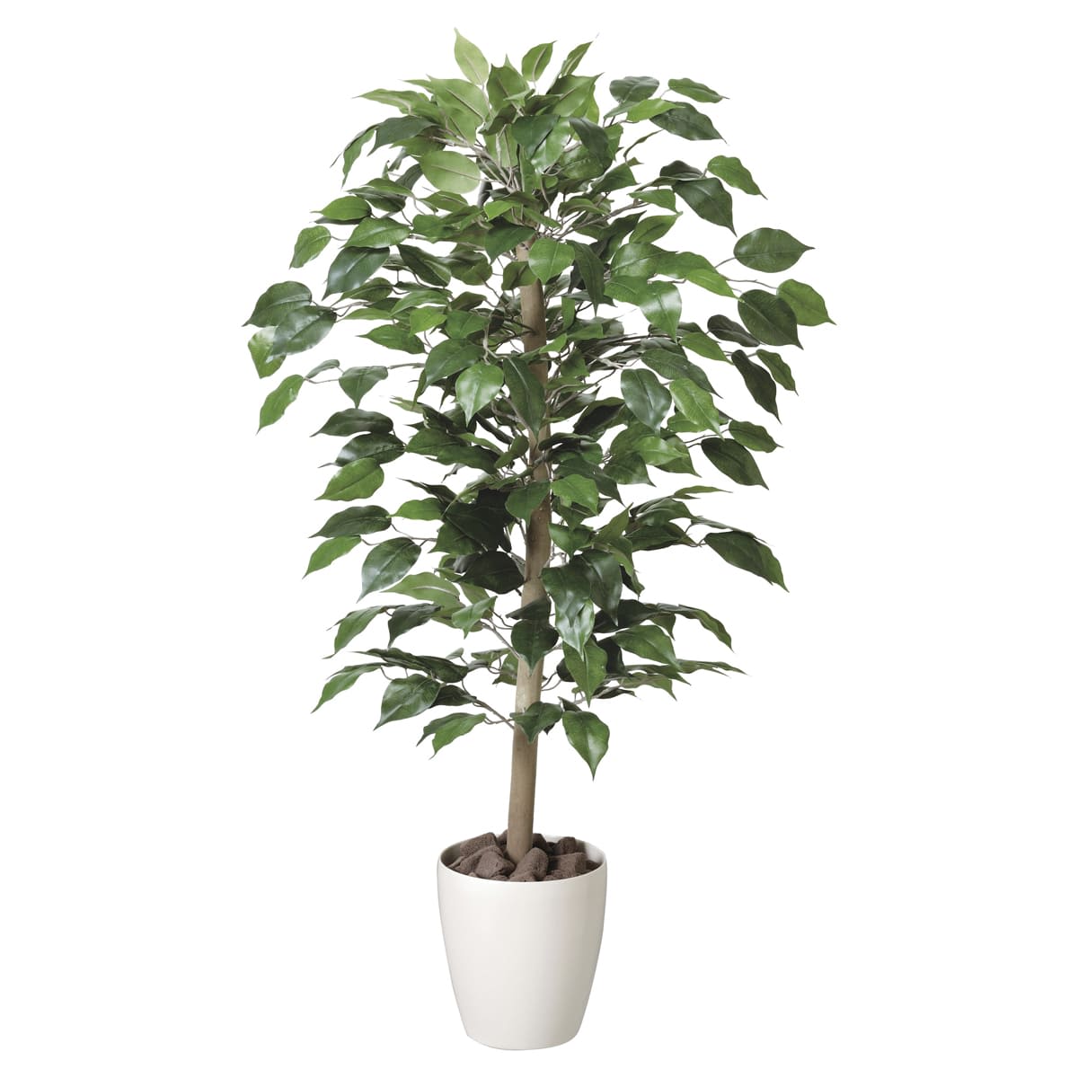 ベンジャミン1.0 200A150-画像1