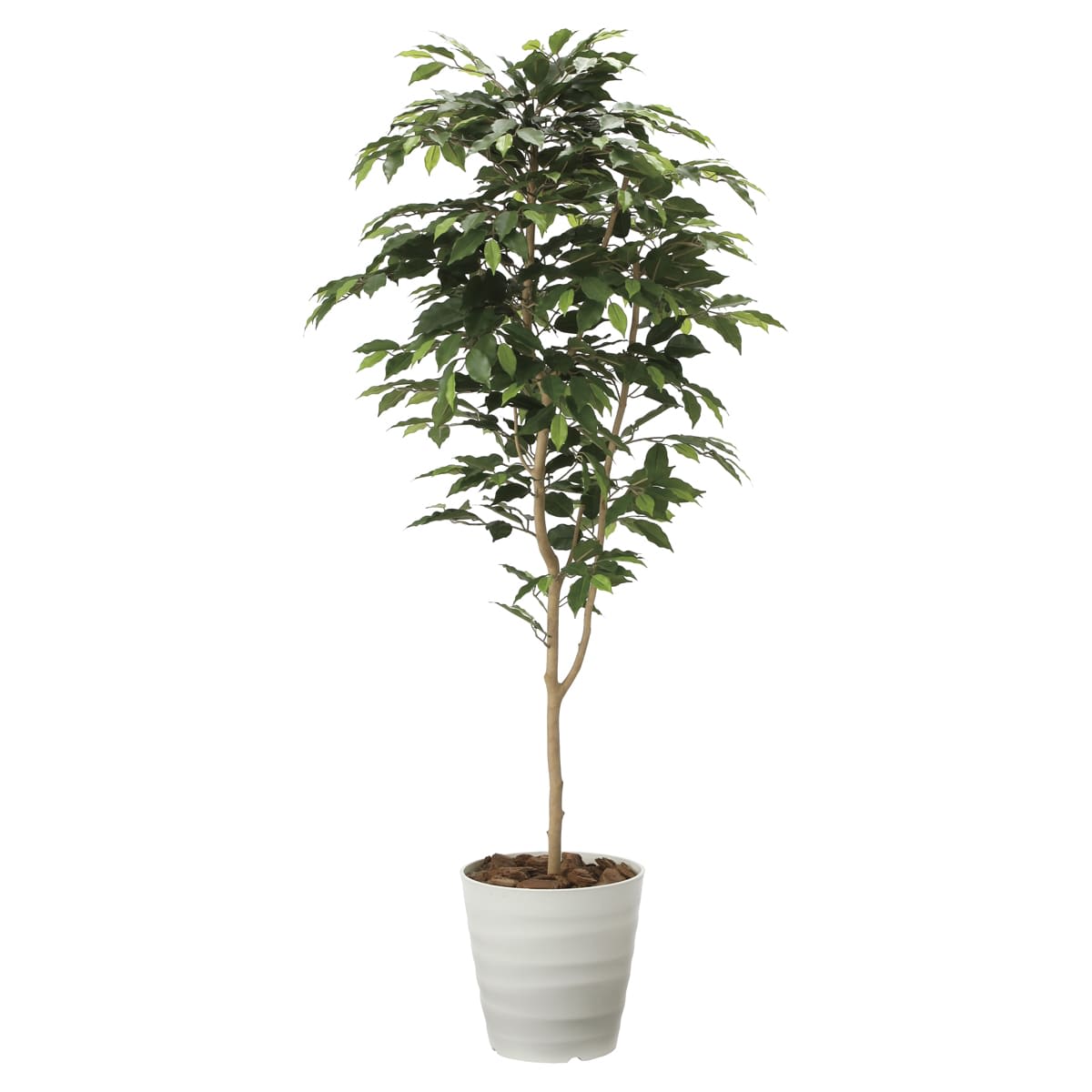 ベンジャミン1.6 2015A250-画像1