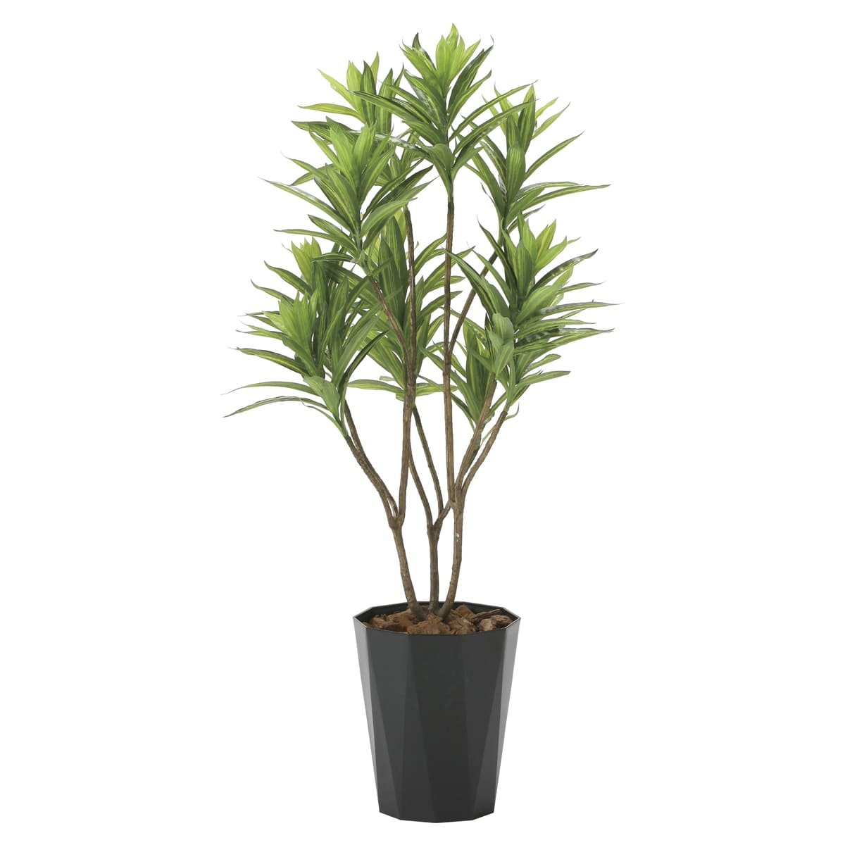 フレッシュドラセナ1.2 2018K225-画像1