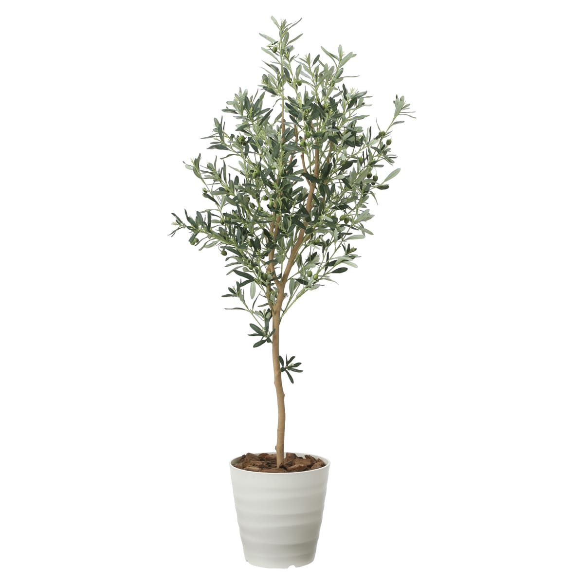 オリーブツリー1.6 2022P335-画像1