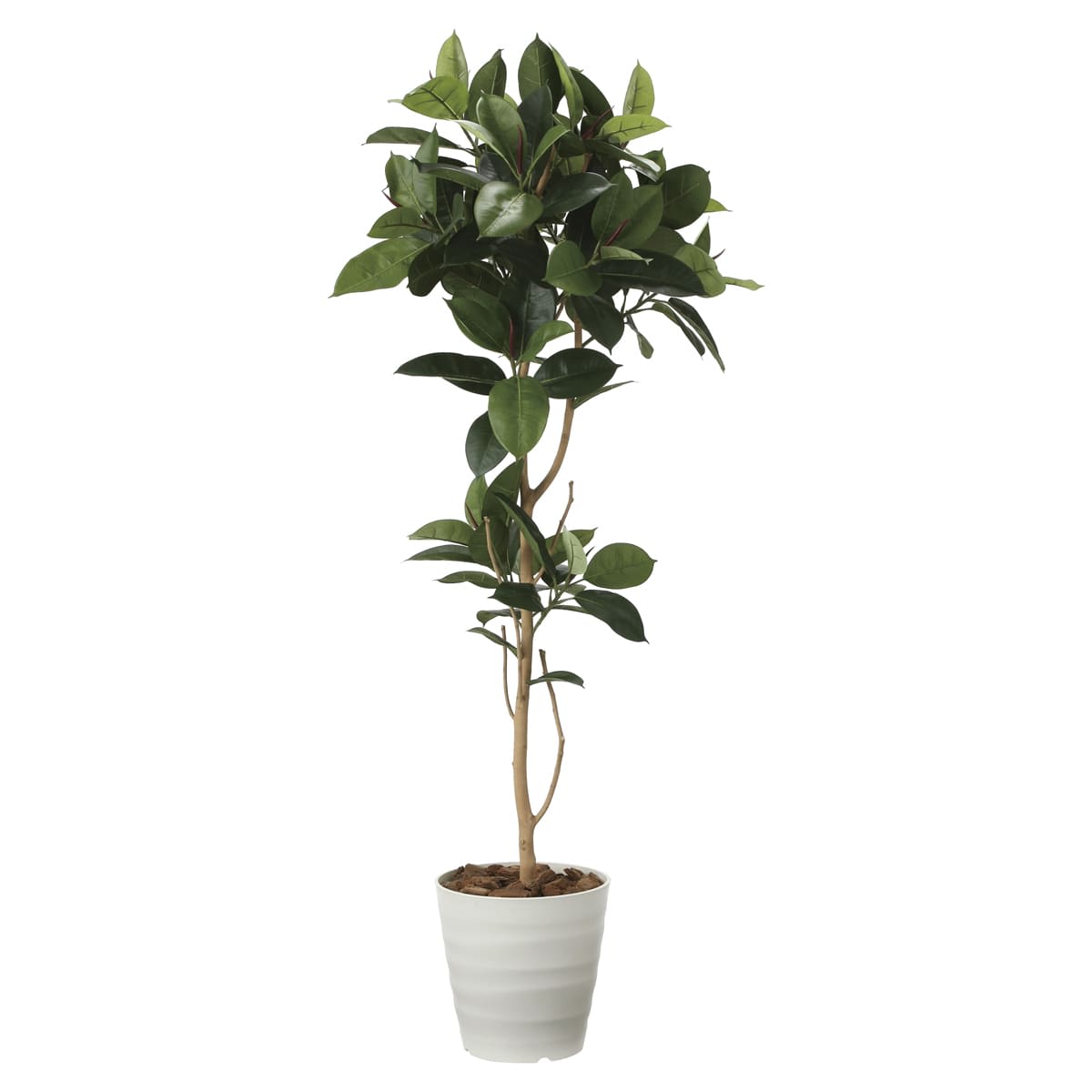 ゴムの木1.8 2024P380-画像1