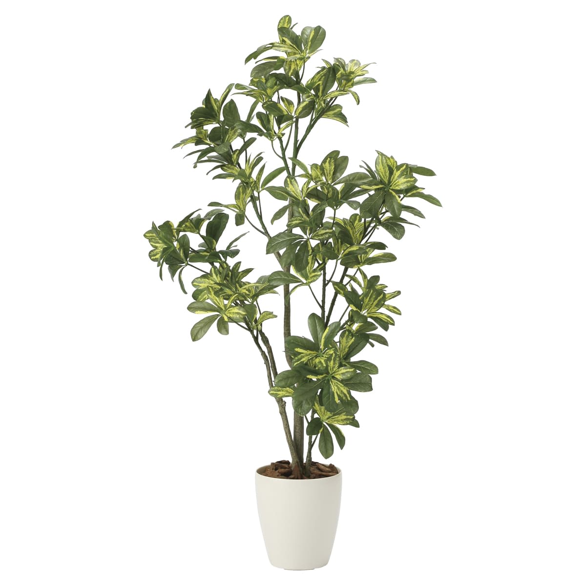 シェフレラ1.15 2027A180-画像1