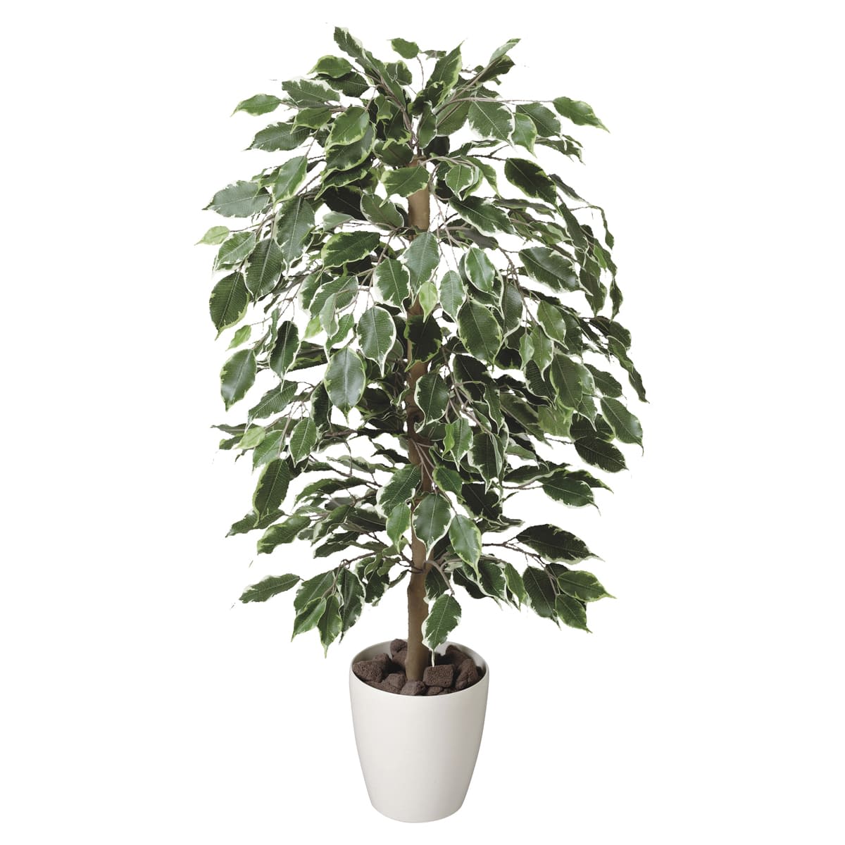 ゴールデンフィカス1.0 202A150-画像1