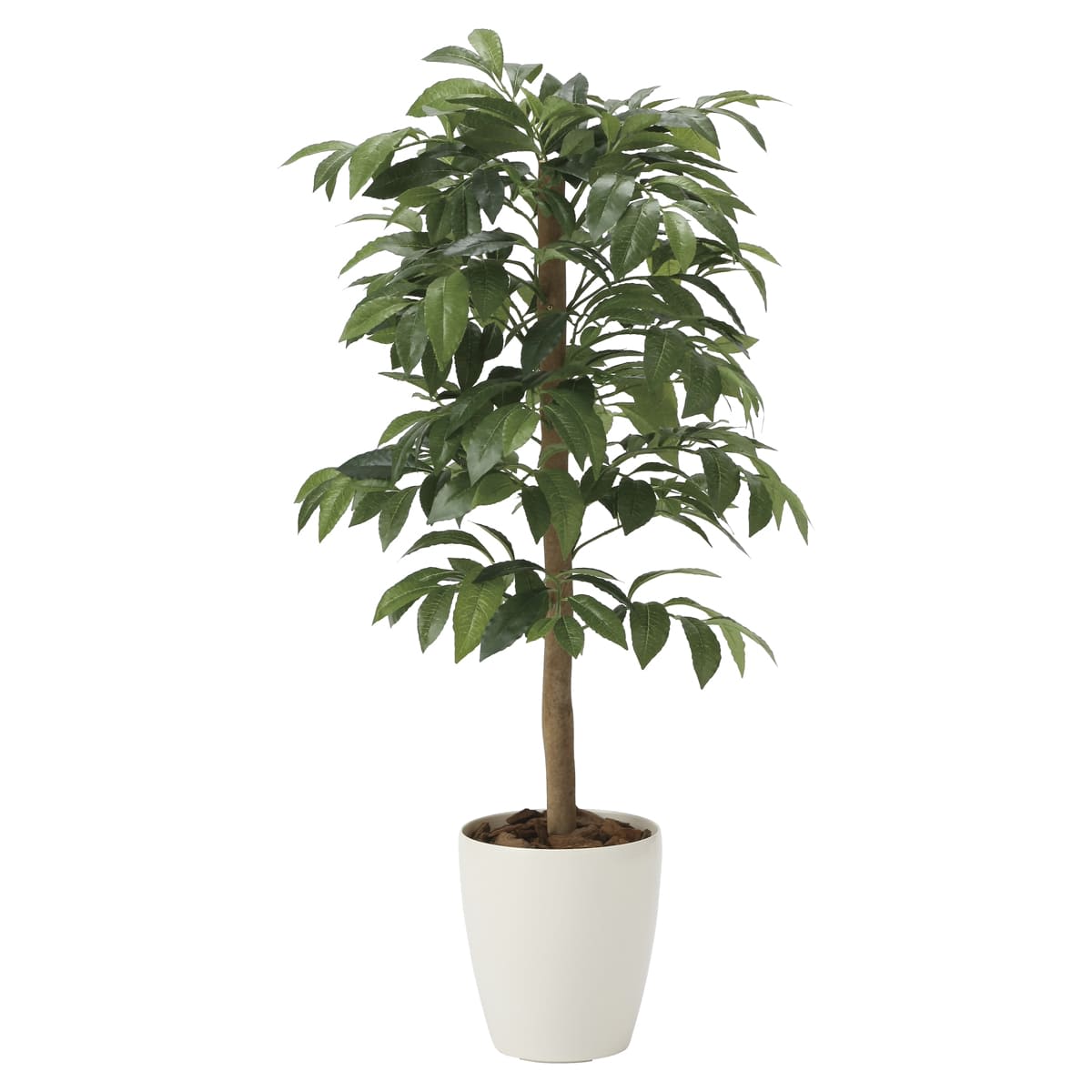 アルデシア（万両）90 2032A140-画像1