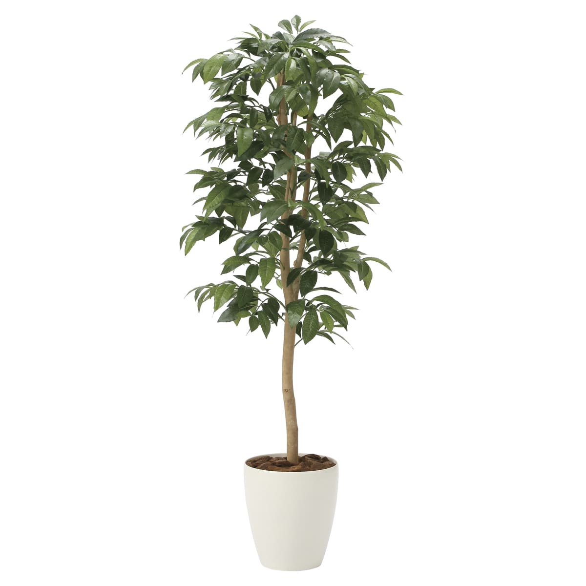 アルデシア（万両）1.3 2033A200-画像1