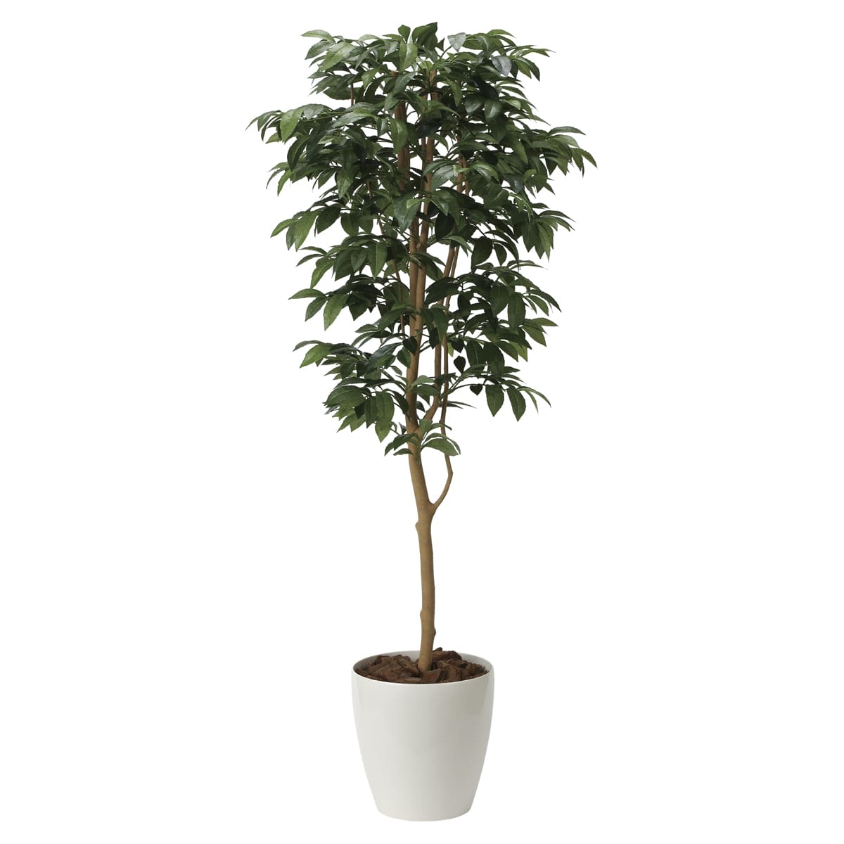 アルデシア(万両)1.6 2034A300-画像1