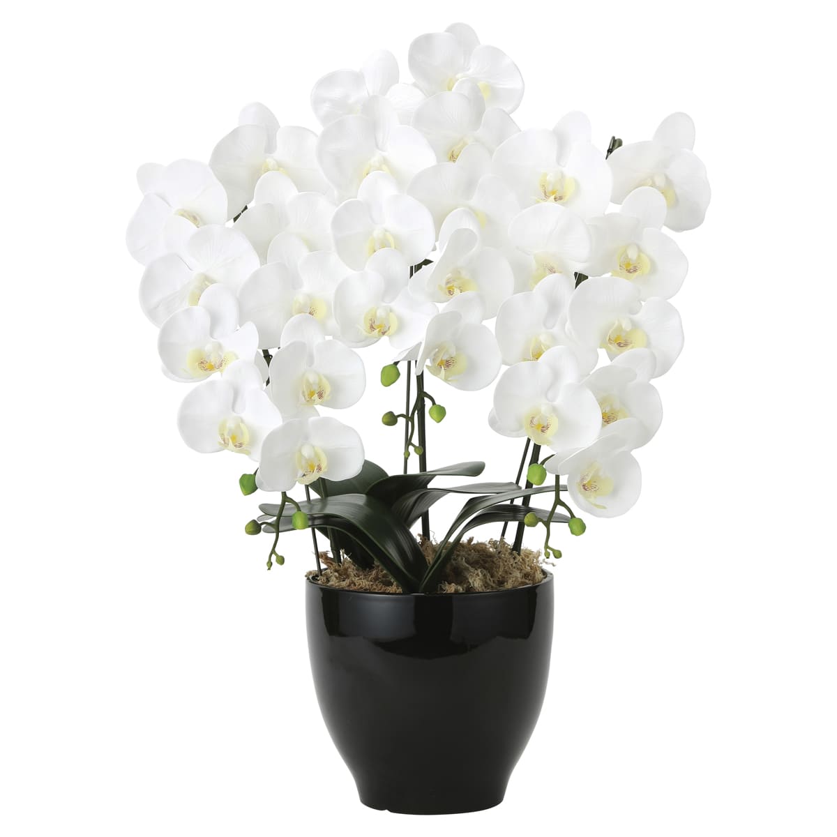 フレッシュ胡蝶蘭3本立W 2045P175-画像1