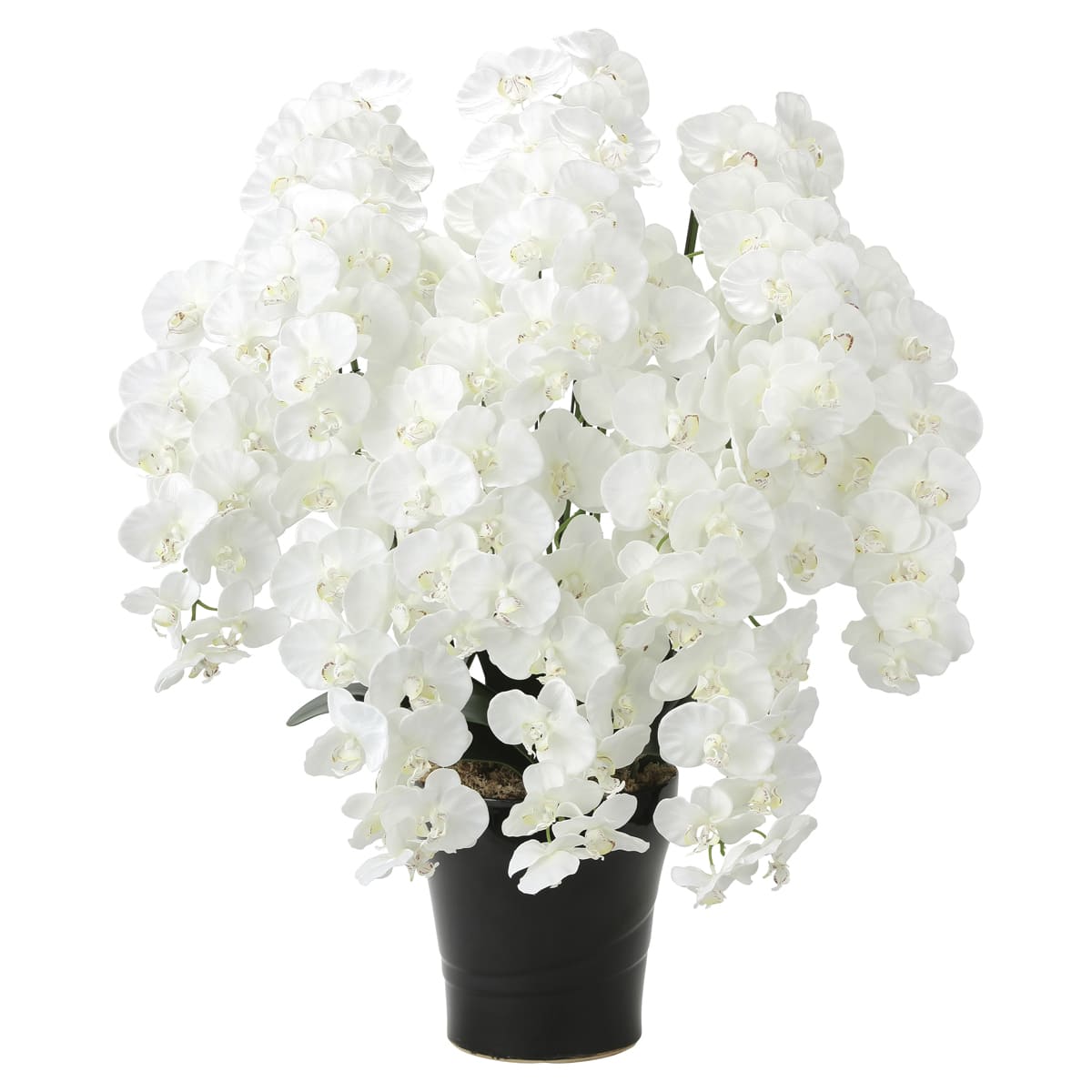 プレミアム胡蝶蘭10本立W 2046A350-画像1