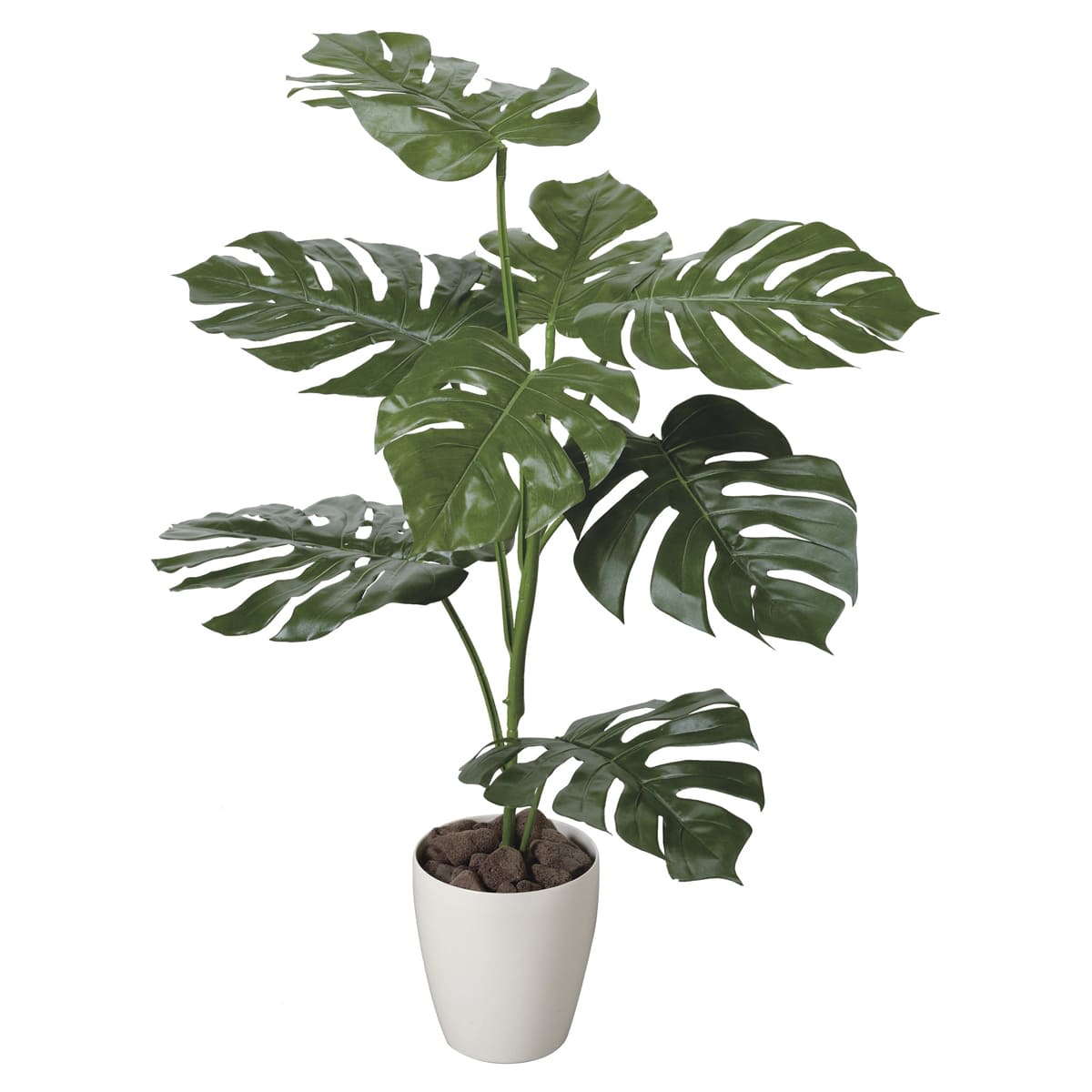 モンステラ1.0 207K140-画像1