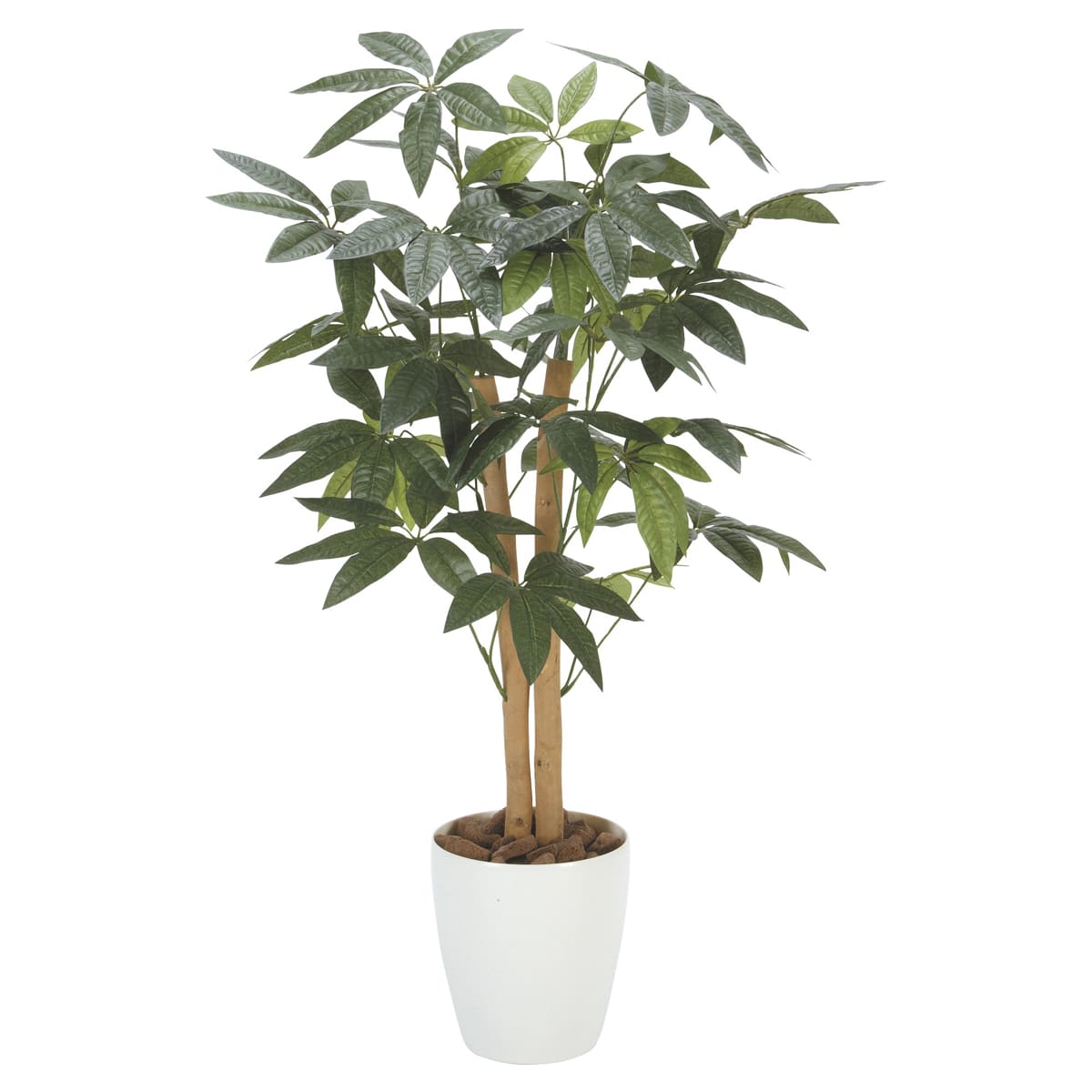 パキラ90 209P125-画像1