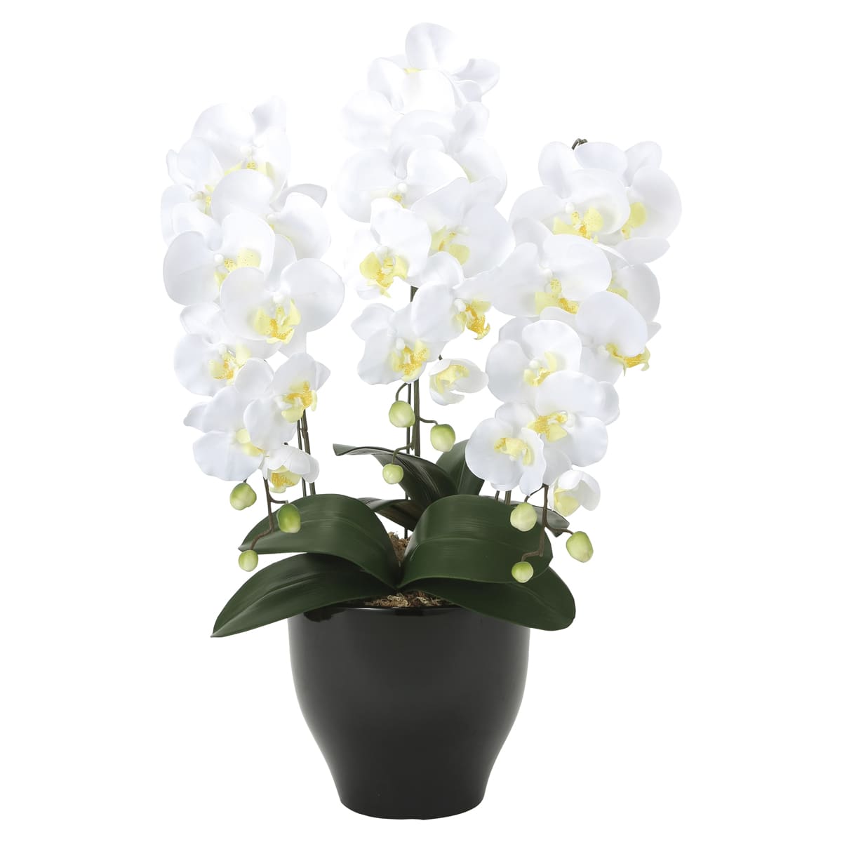 胡蝶蘭セリースW 20K120-画像1