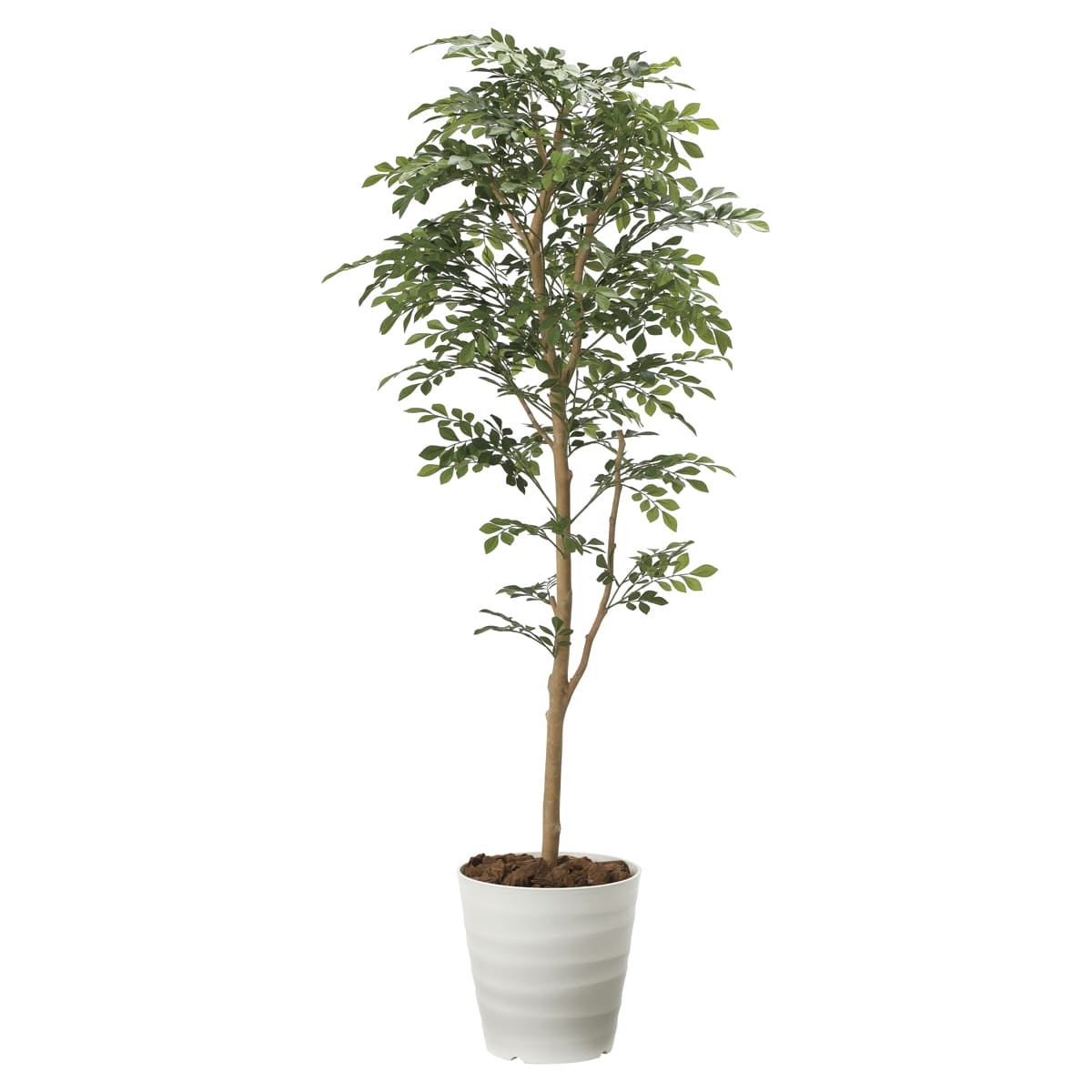 トネリコ1.6 2107P320-画像1