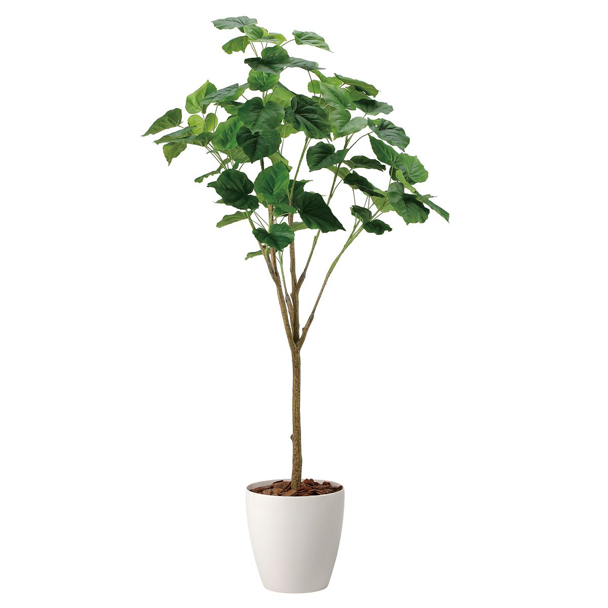 フィカスウンベラータ1.7 2117R450-画像1