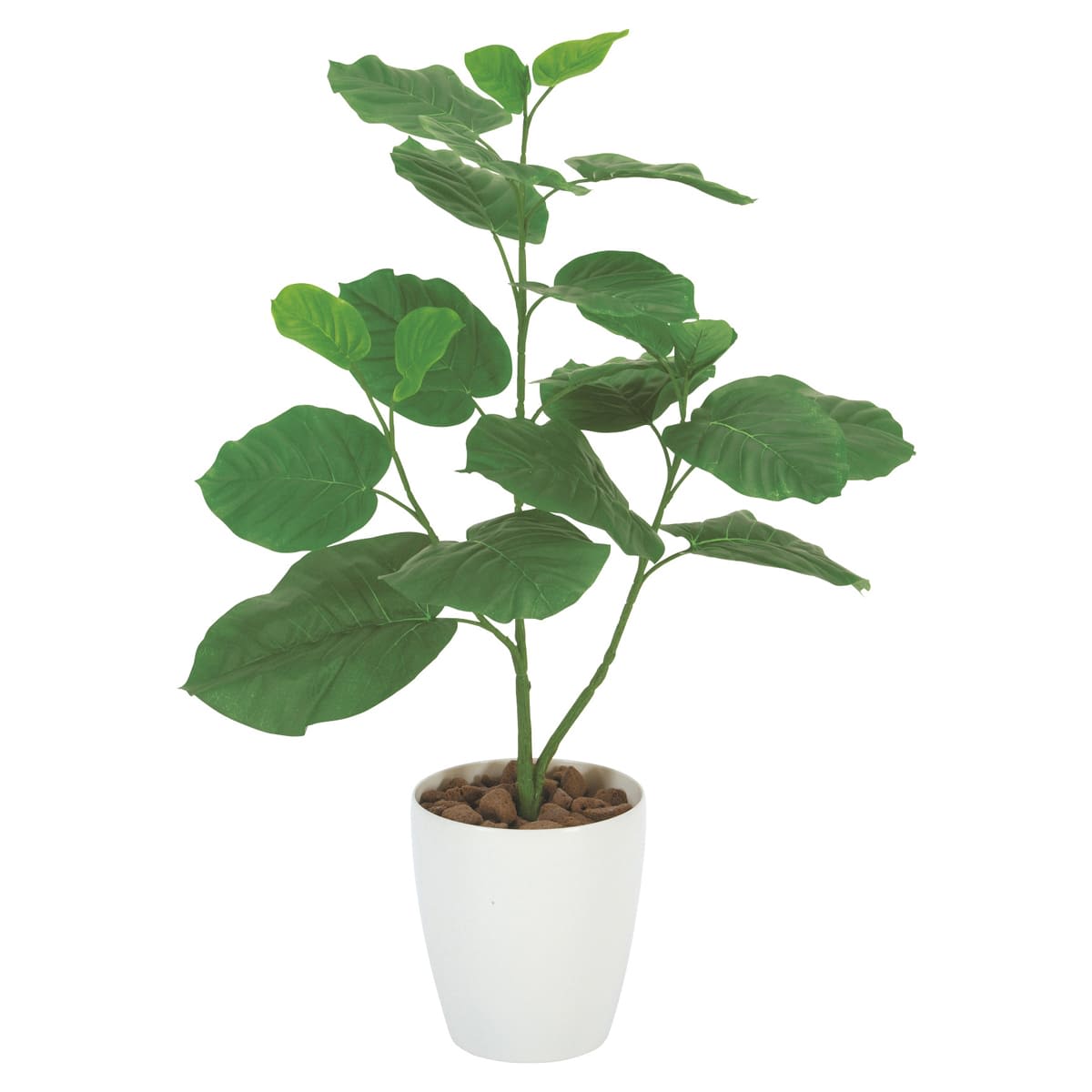 ウンベラータ80 211A100-画像1