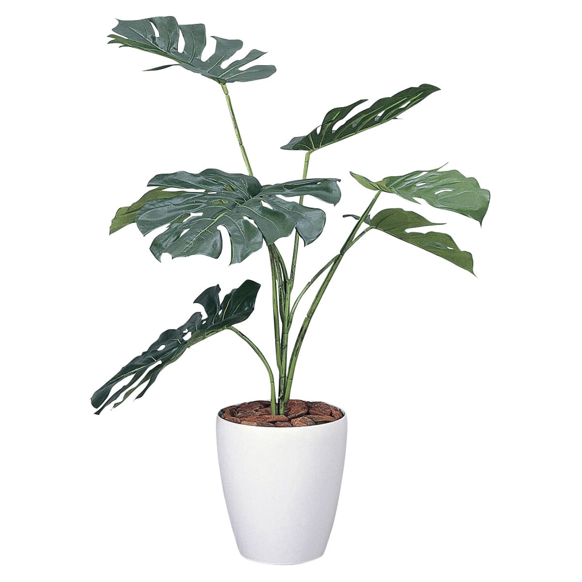 モンステラ90 213K130-画像1