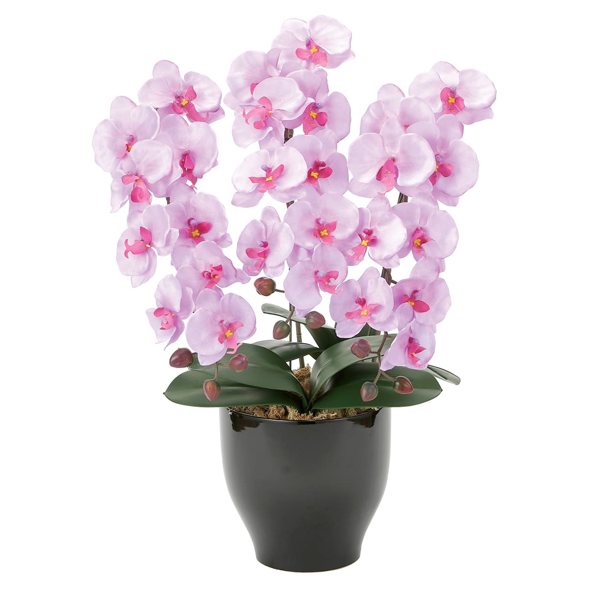 胡蝶蘭セリースL 21K120-画像1