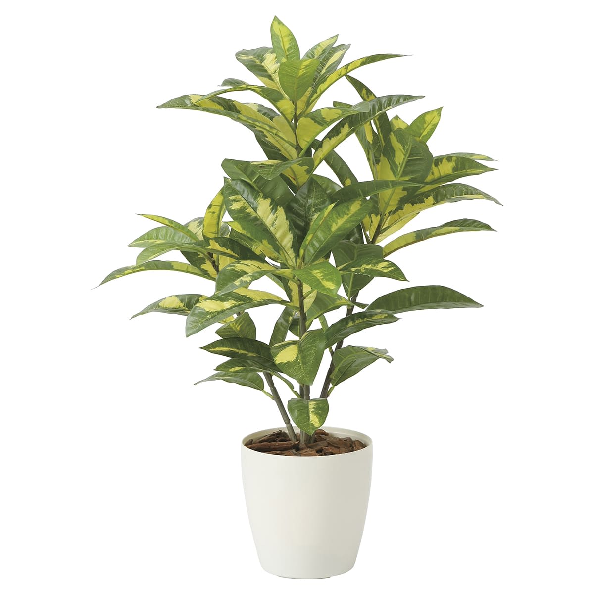 クロトン 2213A100-画像1