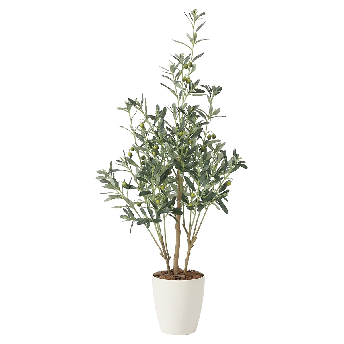 オリーブ1.1 2223P200-画像1