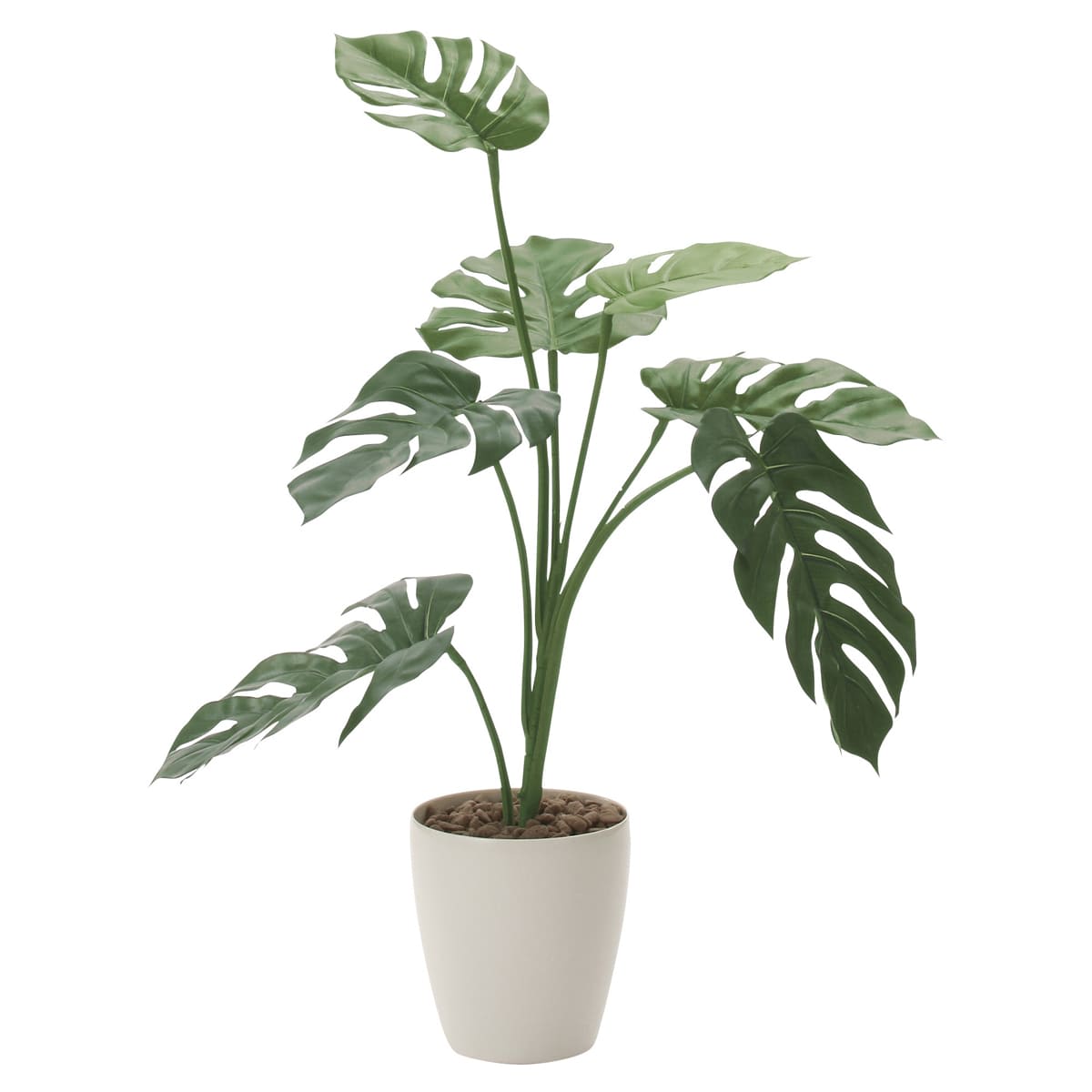 モンステラ75 225K120-画像1