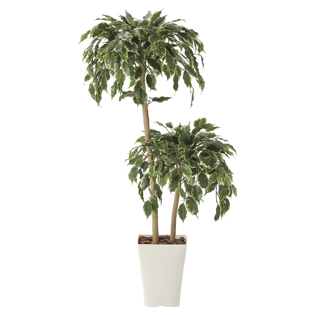 ゴールデンフィカスダブル1.2 2282A200-画像1