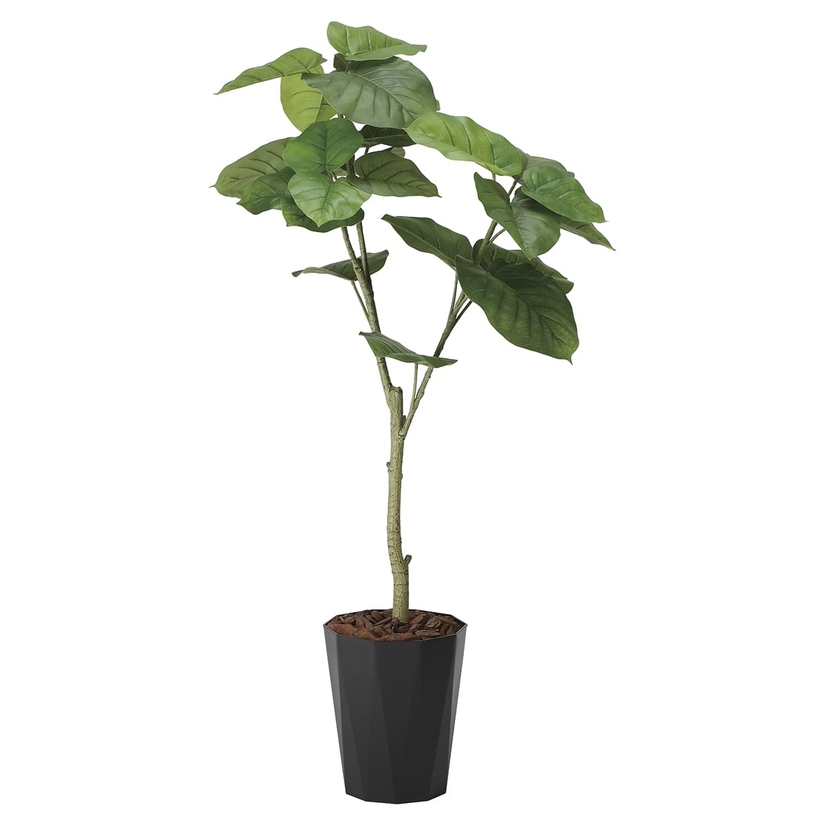 フレッシュウンベラータ1.35 2294K240-画像1