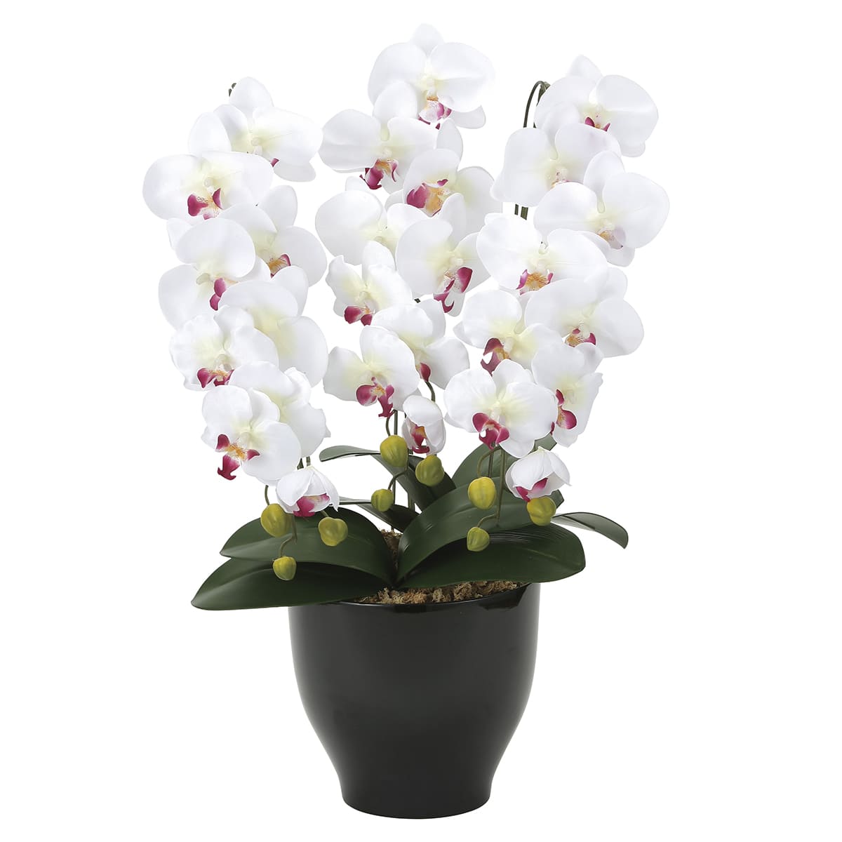 胡蝶蘭セリースW/AB 22K120-画像1