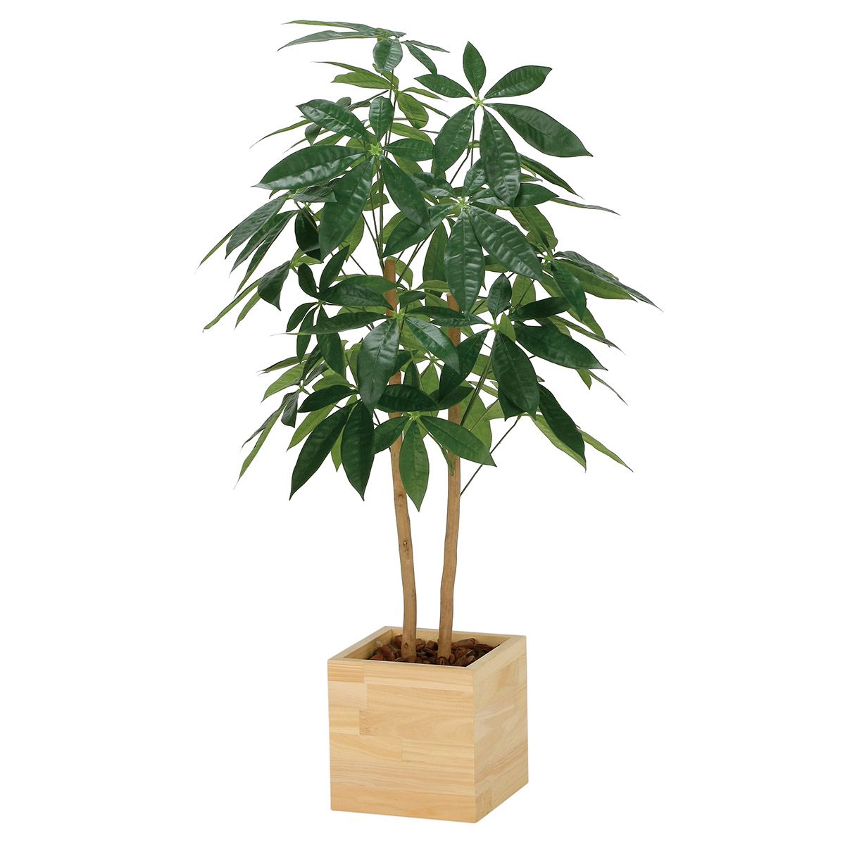 ウッドボックスパキラ1.0 2305R230-画像1