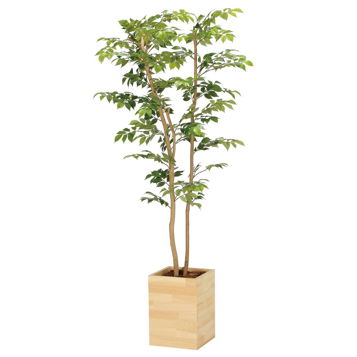 ウッドボックスマウンテンアッシュ1.6 2311P570-画像1