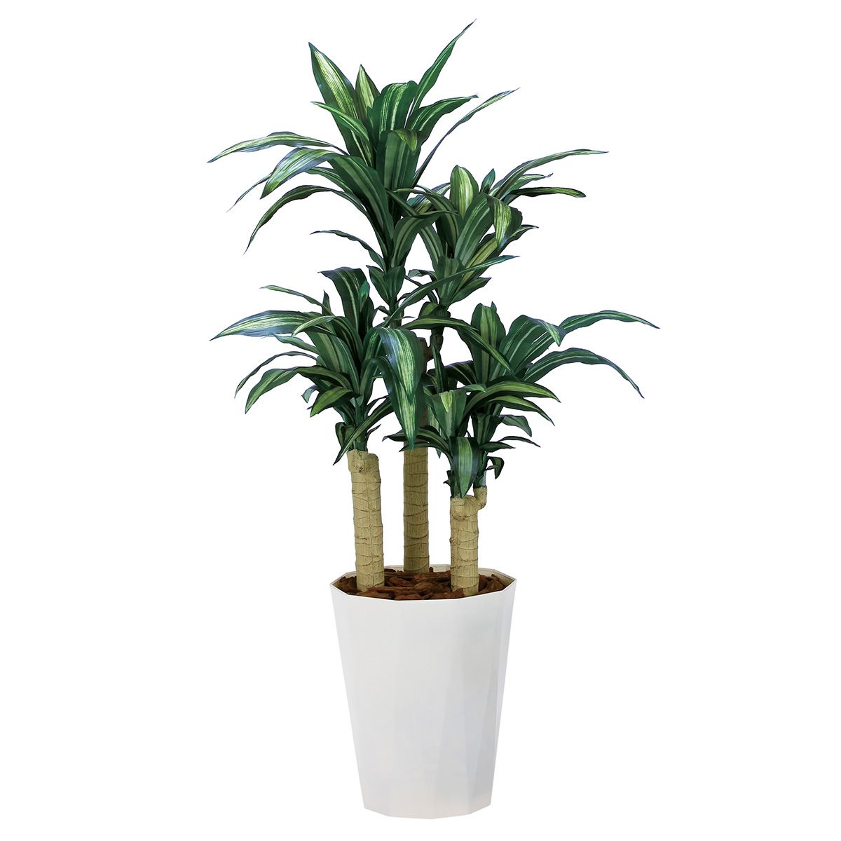 幸福の木1.3 2316R300-画像1