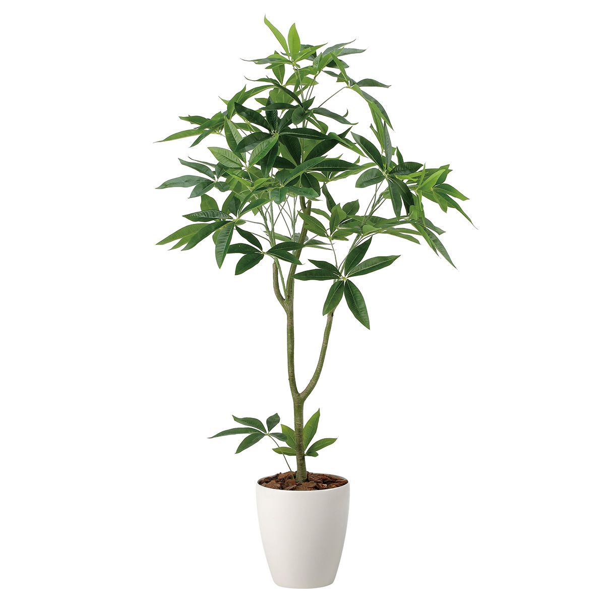 フレッシュパキラ1.35 2321R300-画像1