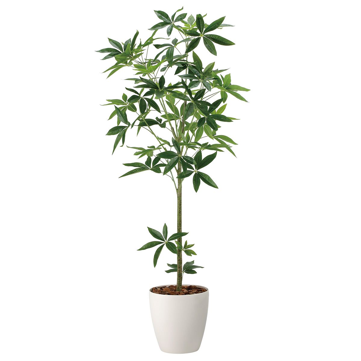 フレッシュパキラ1.7 2322R430-画像1