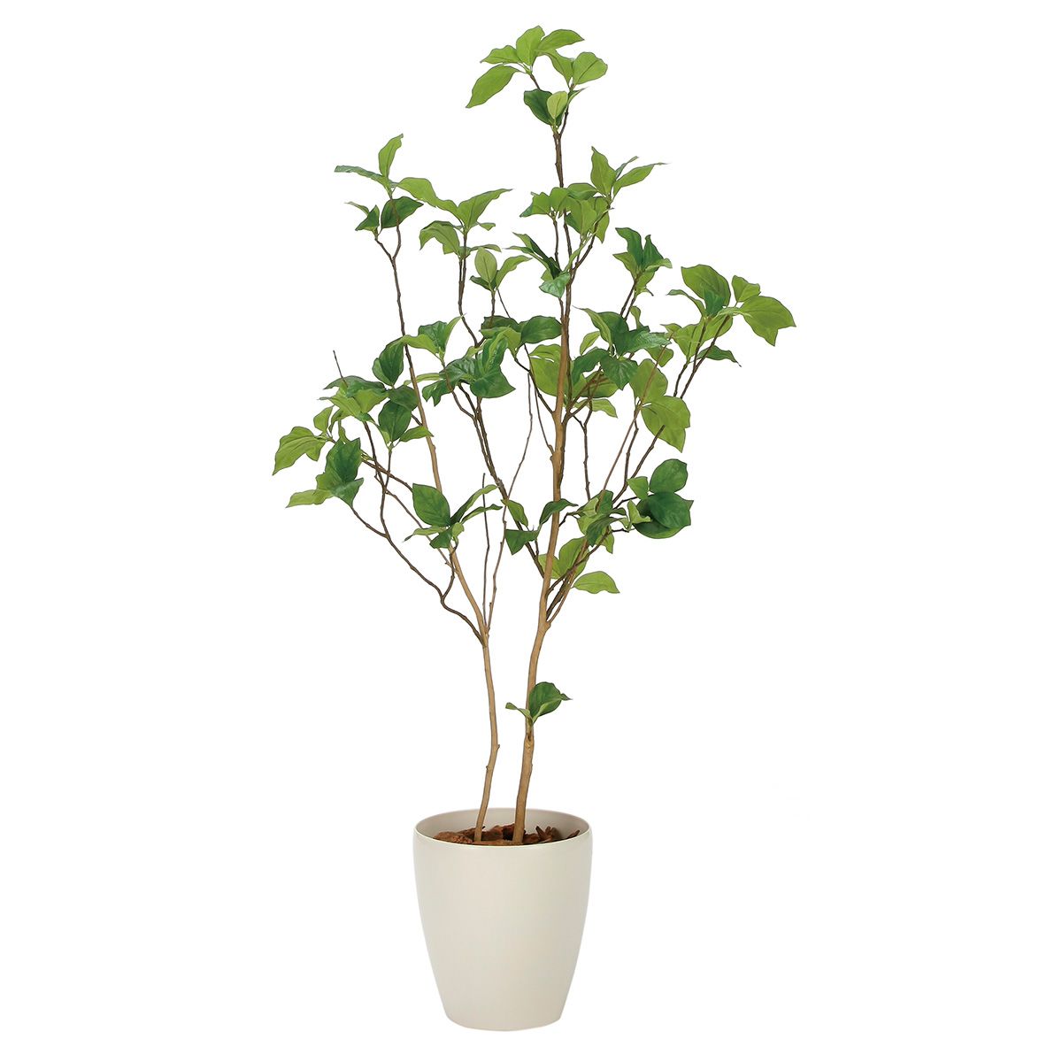 サラサドウダン1.2 2323A210-画像1