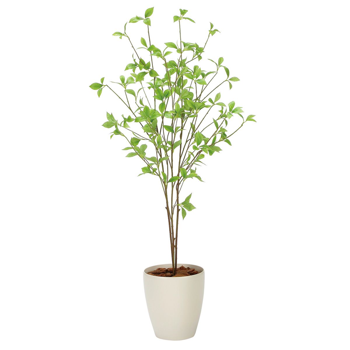 クロモジ1.2 2324A200-画像1