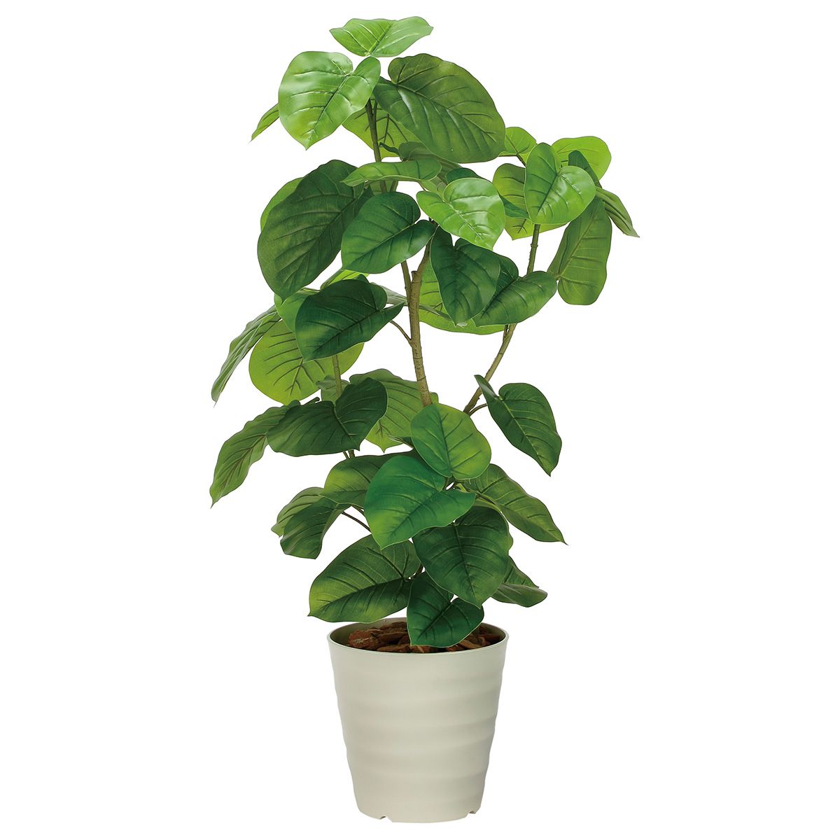 フレッシュDXウンベラータ1.3 2327A480-画像1