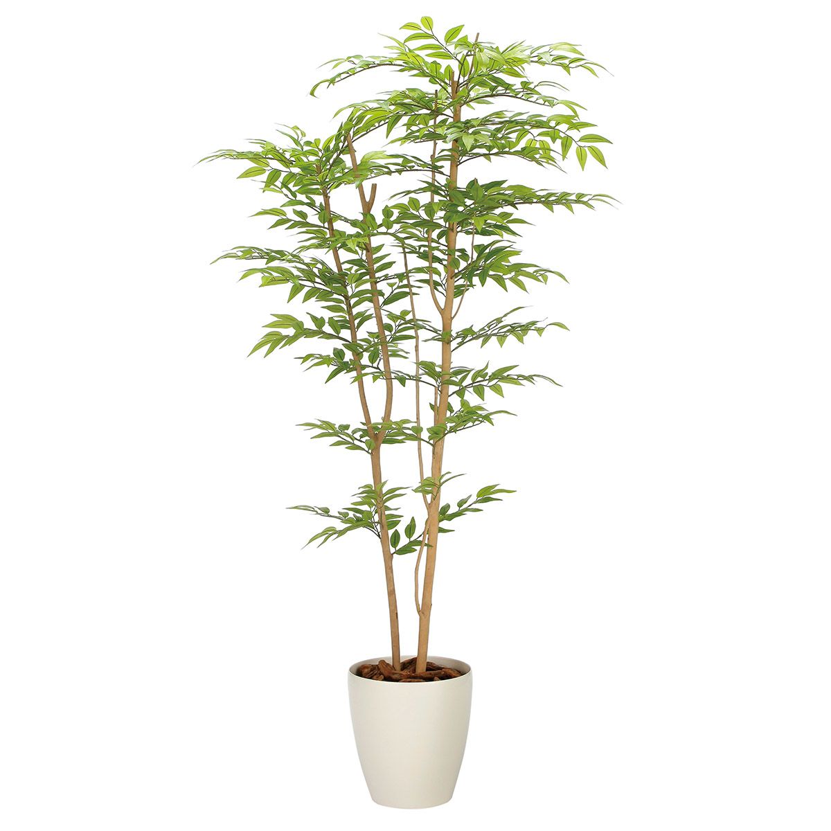 ソヨゴ1.6 2338A380-画像1