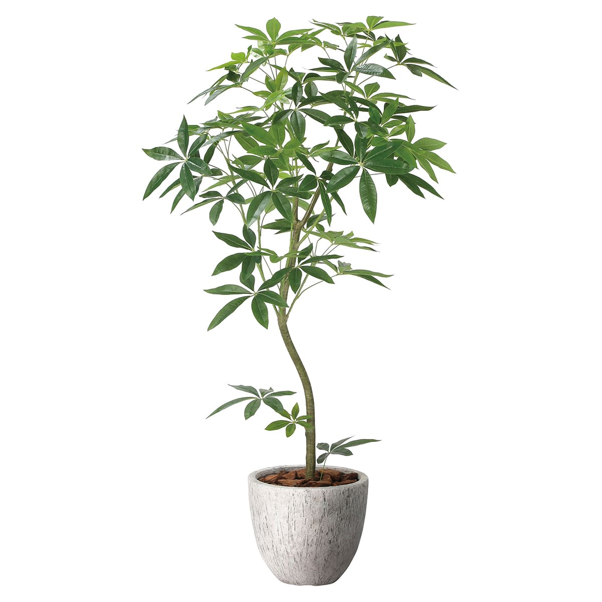 ナチュラルパキラ1.6 2400P580-画像1