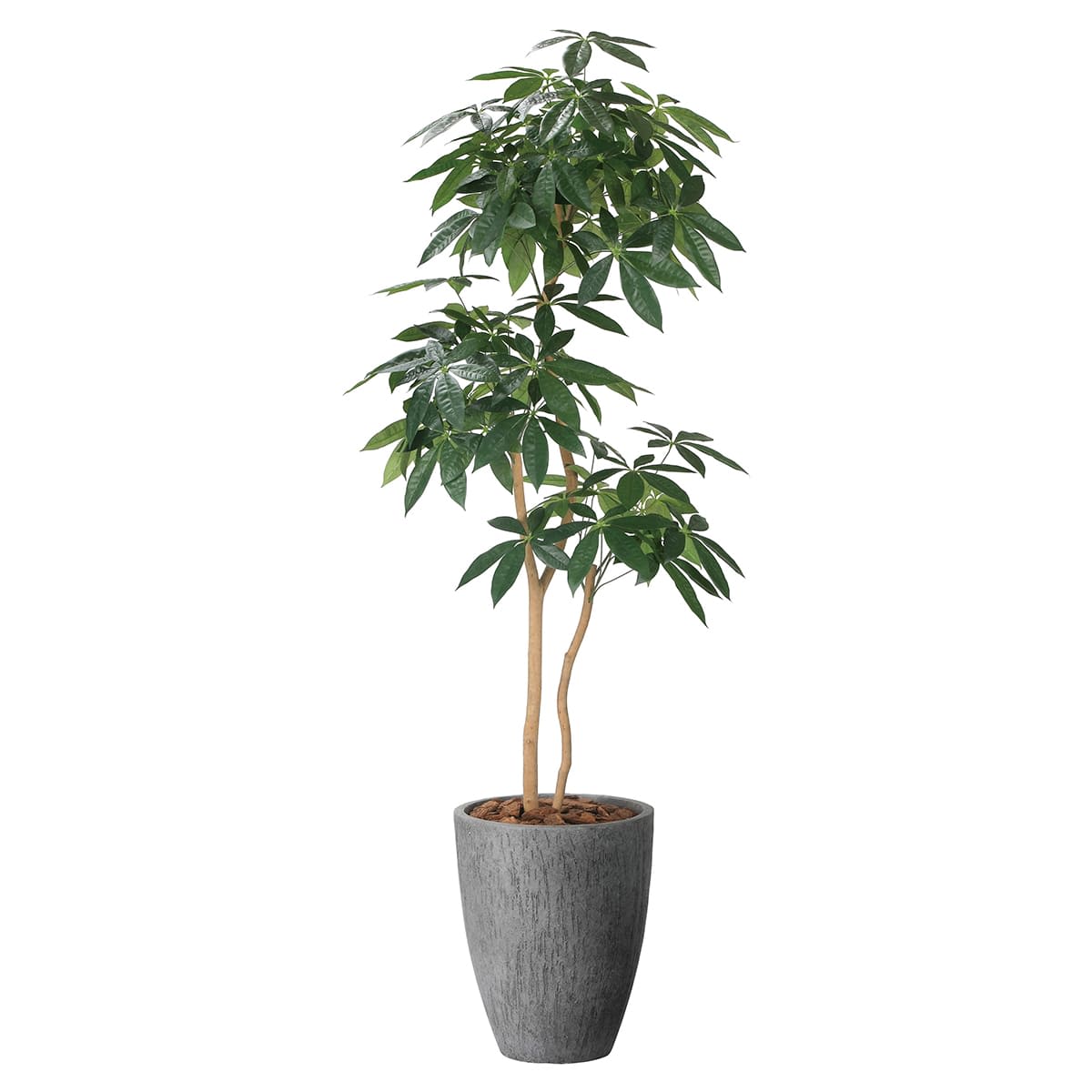 ナチュラルパキラ1.8 2404P585｜アートクリエイションのフェイクグリーン