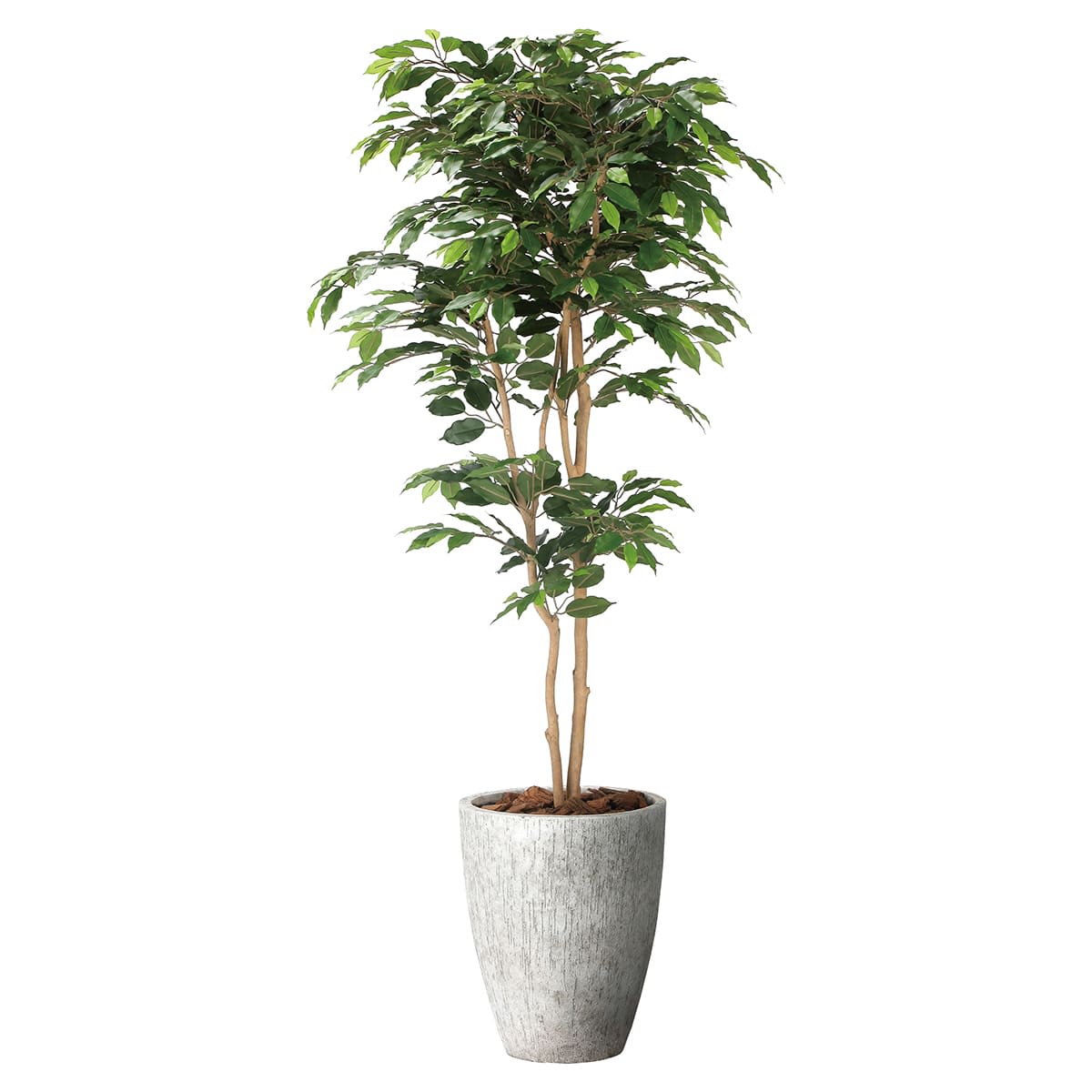 ナチュラルベンジャミン1.8 2405A650-画像1