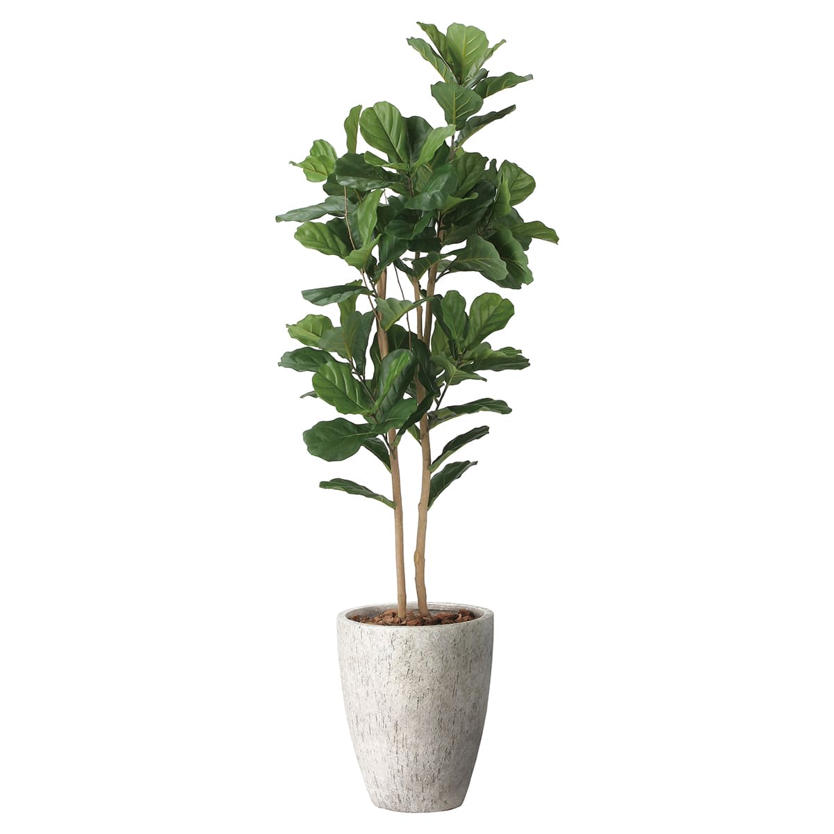 ナチュラルカシワバゴム1.8 2406M690-画像1