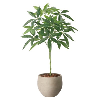 ナチュラルパキラ90 2408A215