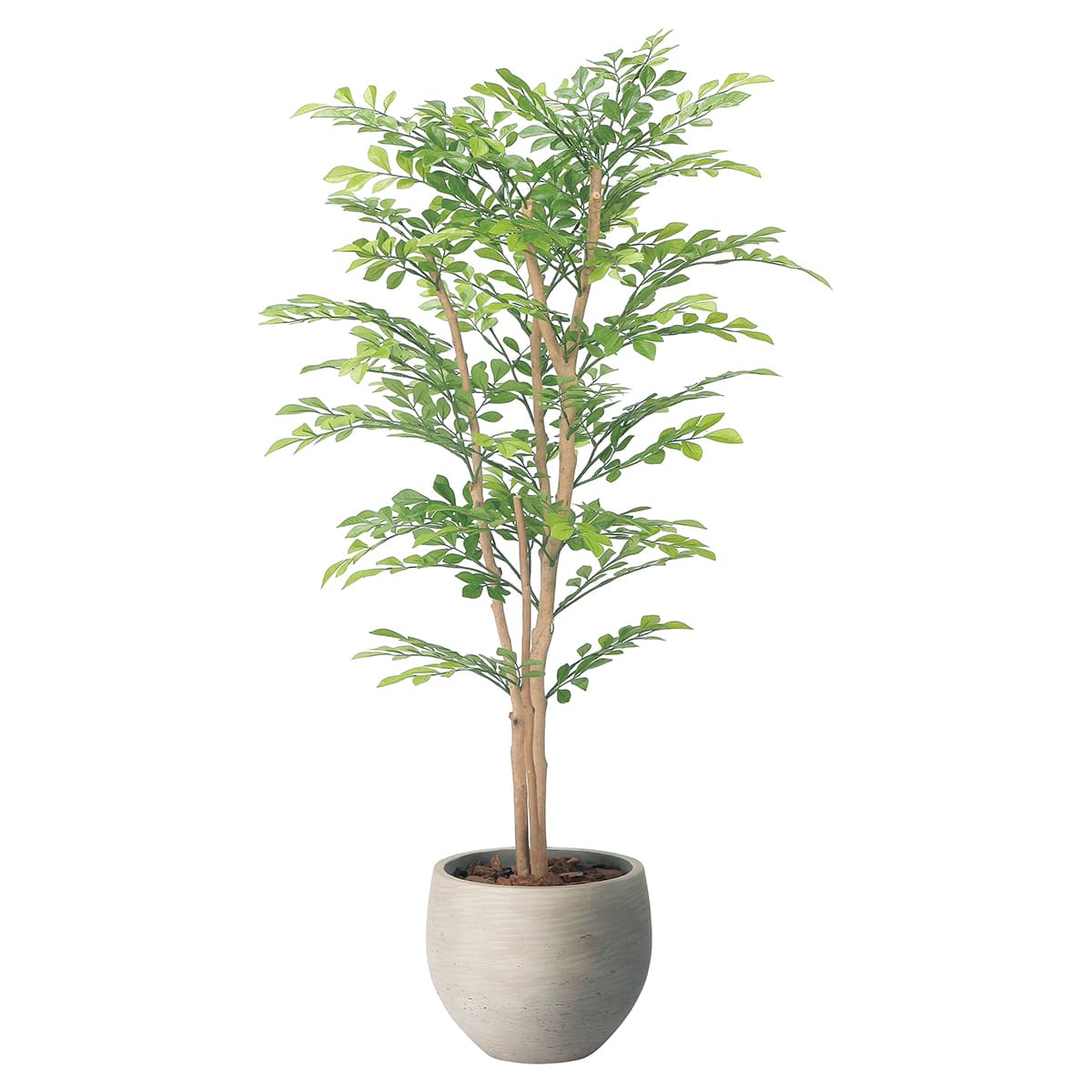 ナチュラルライトトネリコ1.1 2410A270-画像1